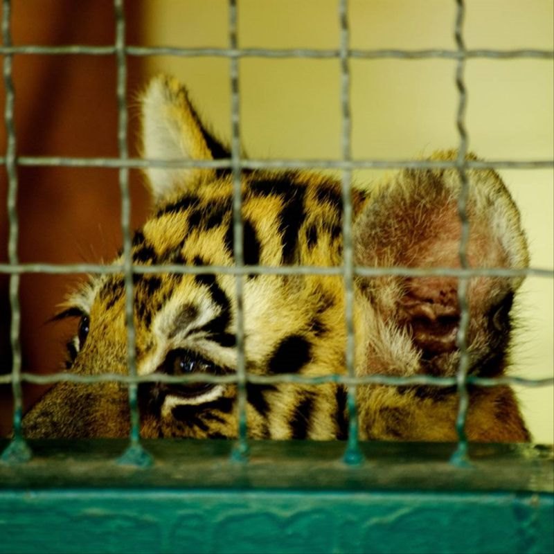 986年属虎明年运势如何 86年虎女注定有二婚"