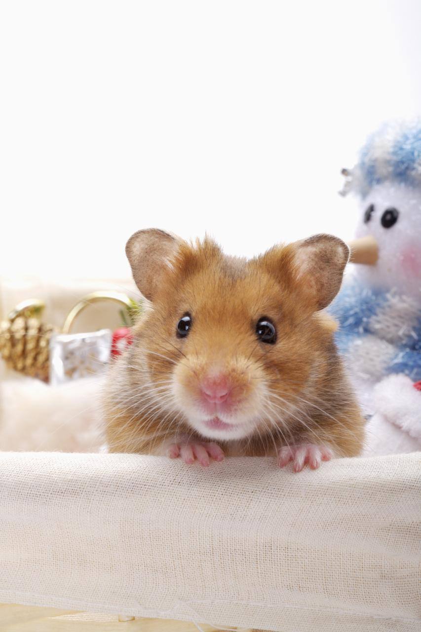 2属鼠人五十大运到了 72年属鼠50岁后命运"