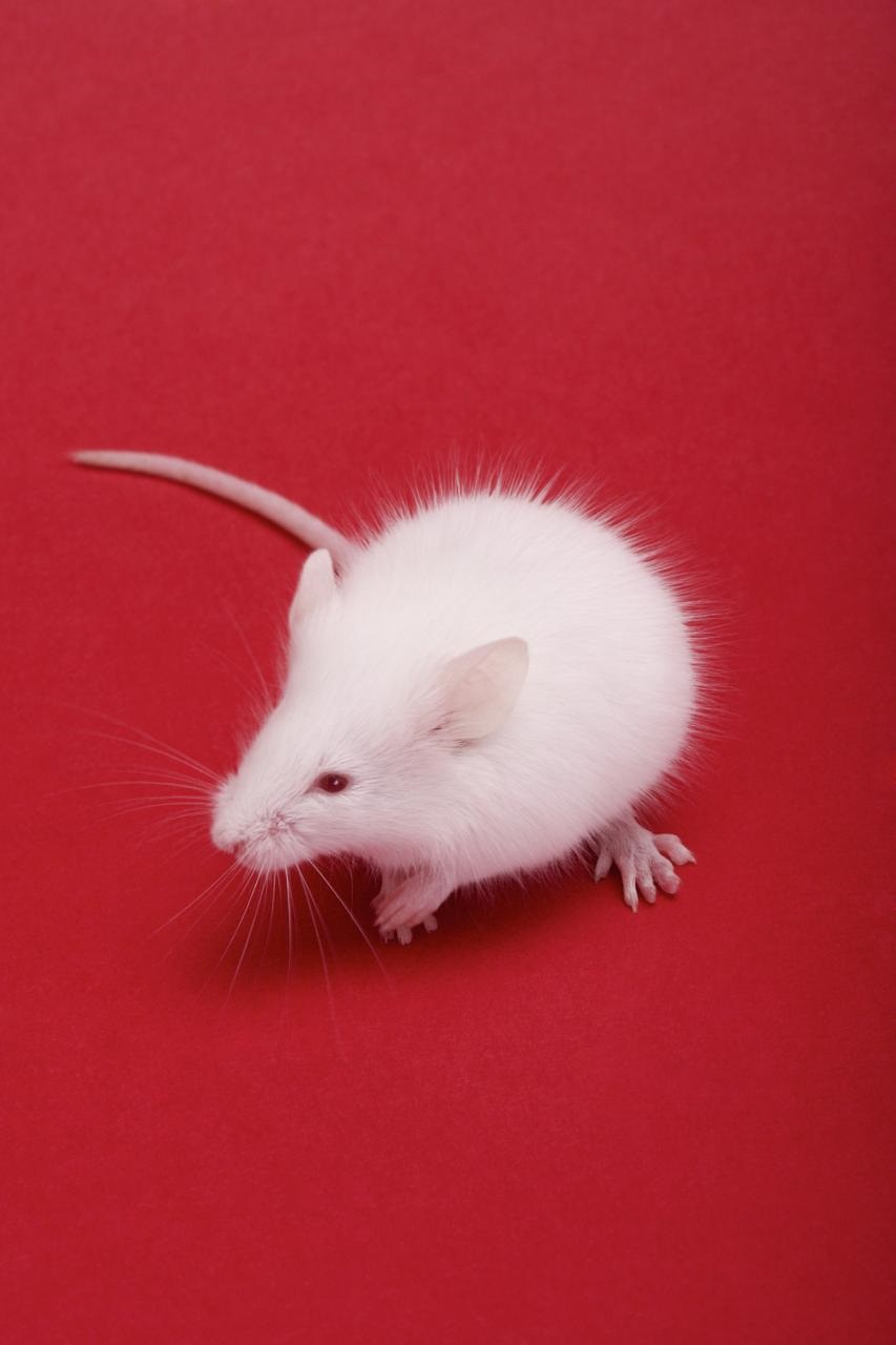 2属鼠人五十大运到了 72年属鼠50岁后命运"