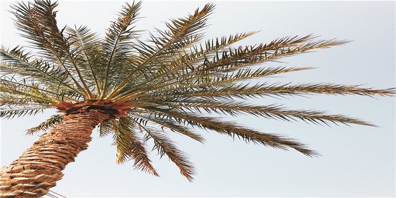 风水金蟾怎么摆放招财