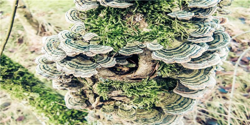 面相断命运凶吉