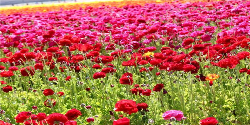 痣相泪痣好不好