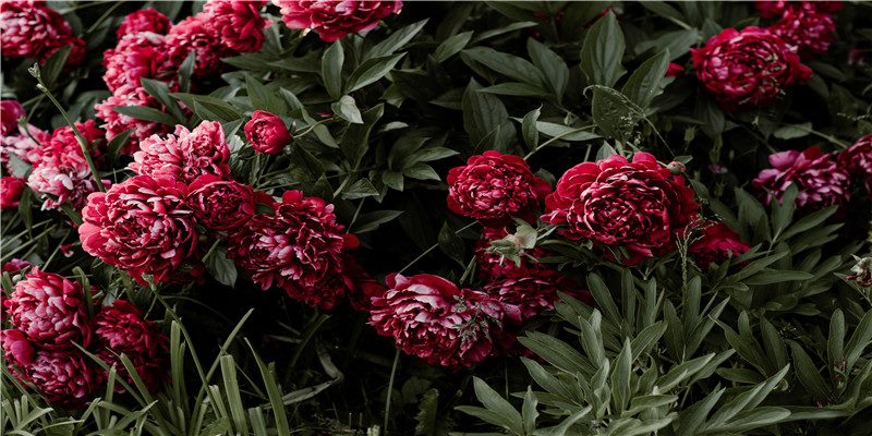 桃花纹代表什么含义 桃花纹代表什么含义