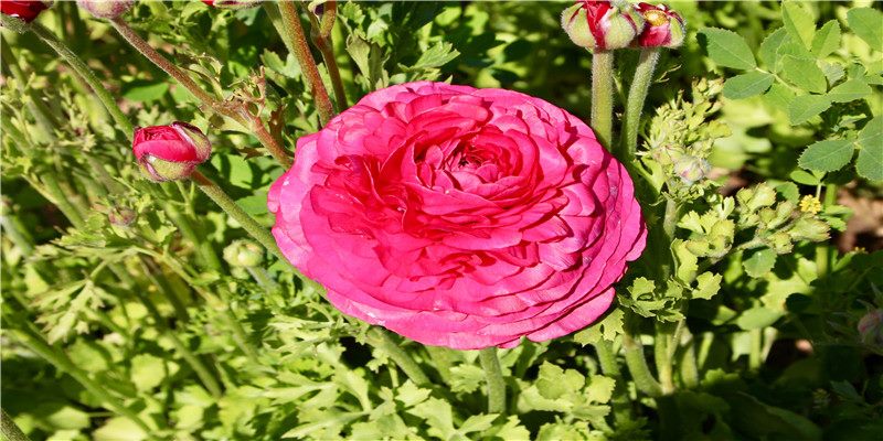 鸡爸爸和虎妈妈生什么宝宝好