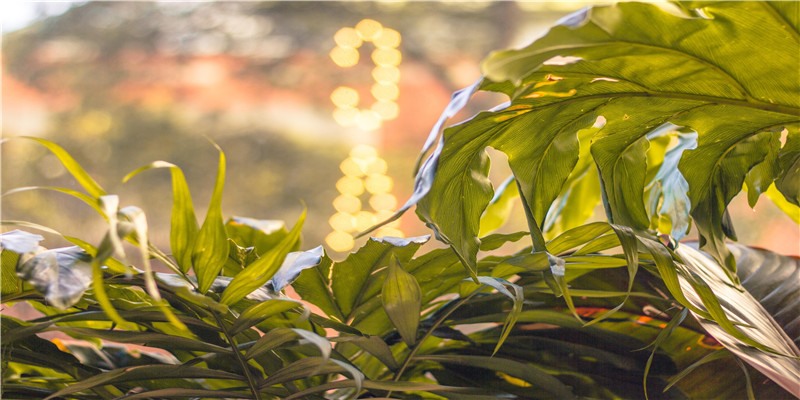 虎背熊腰的女人命好吗