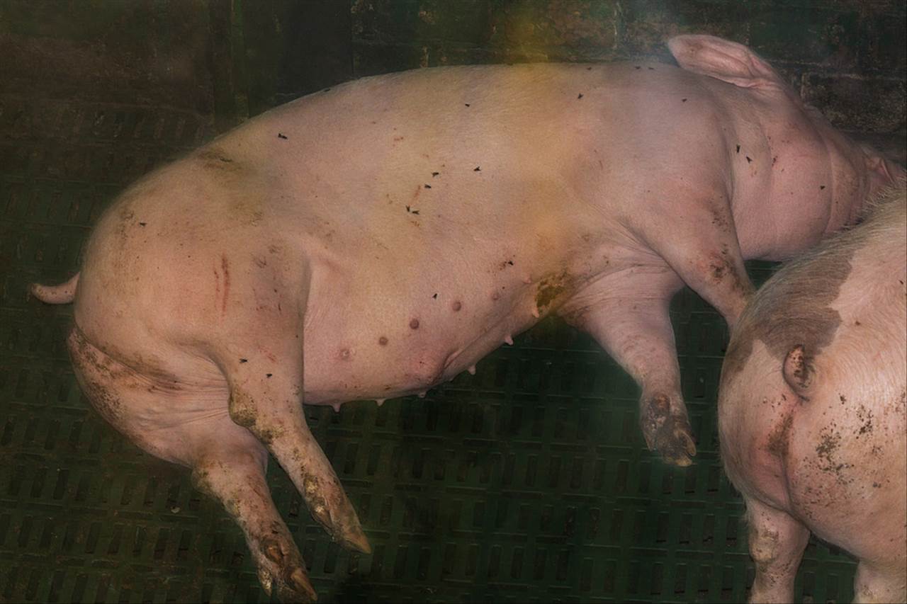 属鸡的和什么属相最配、相克 生肖鸡一生最大的贵人是爱人