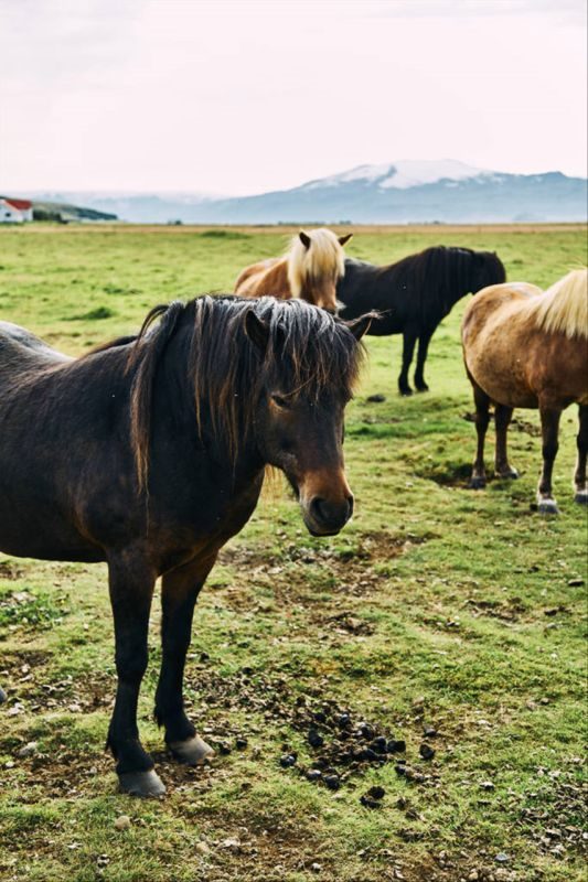 2生肖相冲相克表 12生肖婚姻最佳配对"