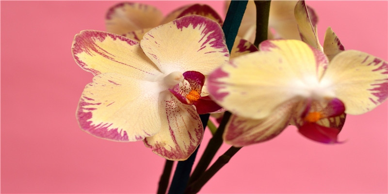 2021金牛宝宝起名：精选五行缺火有个性的宝宝名字