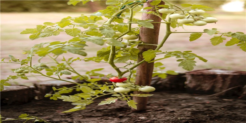 这个涉黑恶犯罪团伙私设“牢房”,中山警方一举打掉