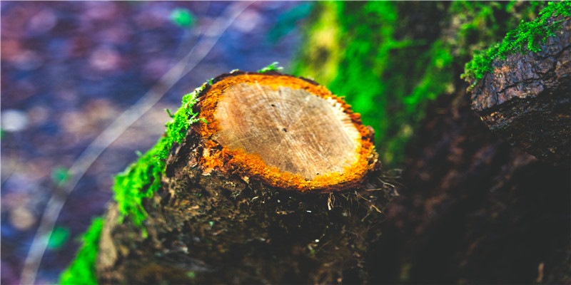 87岁开山鼻祖去世！那个拿命搏的港片时代，捧出的都是巨星