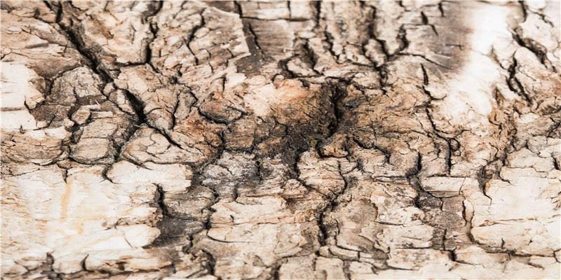 2021年度十佳电视剧，《叛逆者》第8名，榜首年度剧王没争议