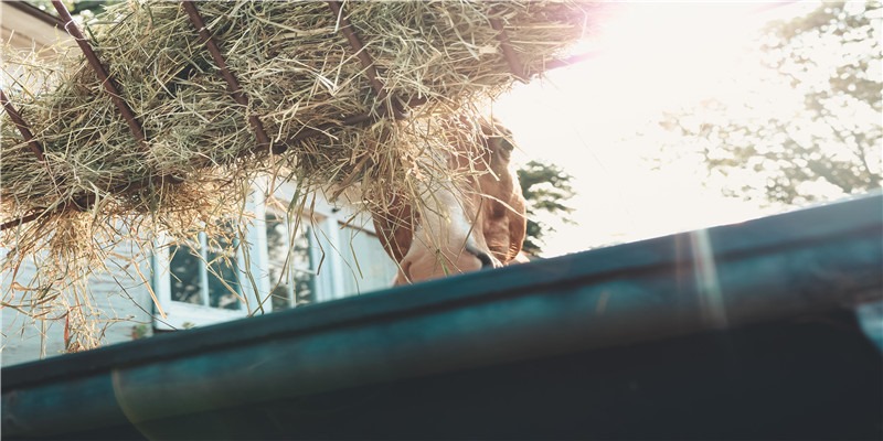 生肖马人一生中性格与命运是怎样的呢？属马结婚忌什么属相呢？