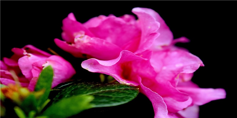 俄罗斯瑞士冬奥打起来了！冰球干架竟是传统，现场群殴太喜感