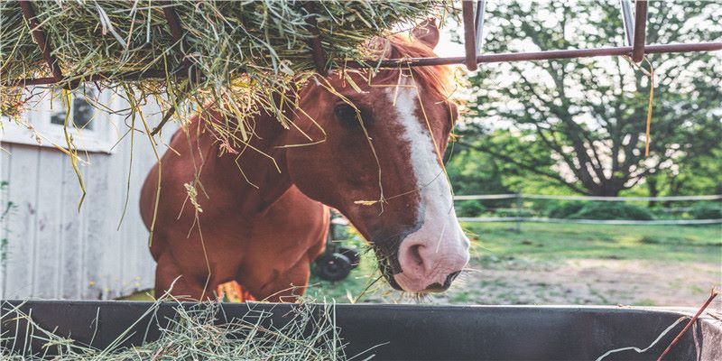 霍格沃茨交换生眼中的东方奇幻电影《侍神令》