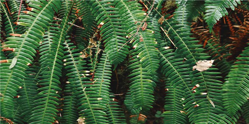 2021“大展鸿图”姓氏头像，雄鹰可以飞得晚，但一定要飞得高