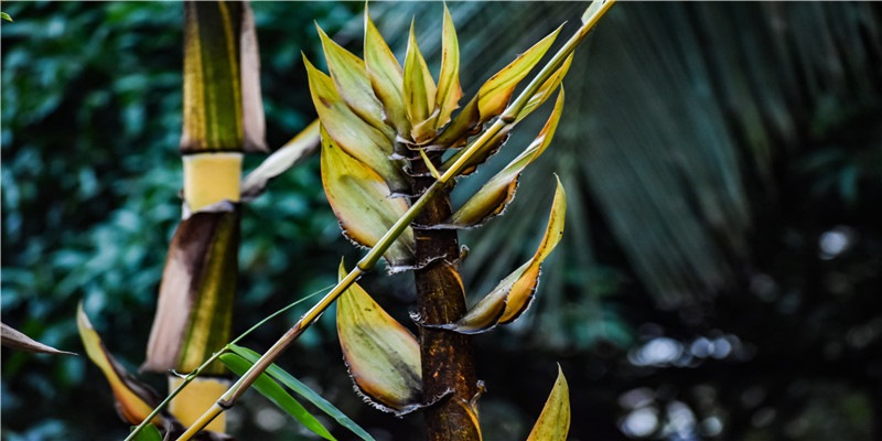 老婆和母亲屡次闹矛盾，男子举起菜刀将其砍死，2015年上海杀妻案始末