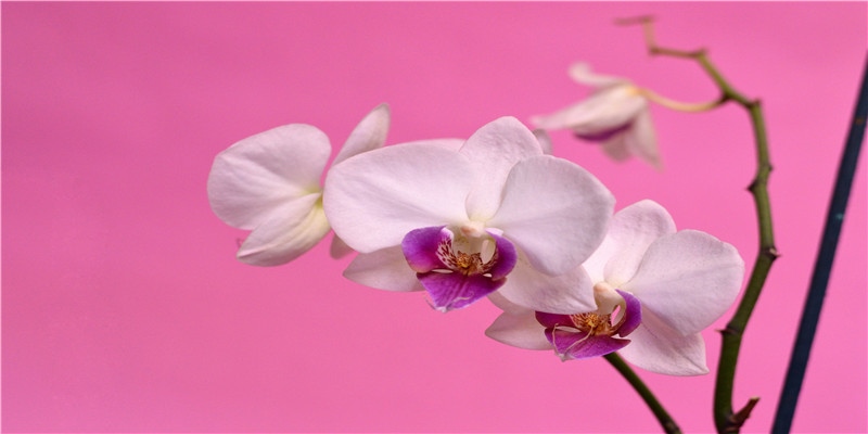 除了吃吃喝喝玩玩乐乐，这样过年也不错