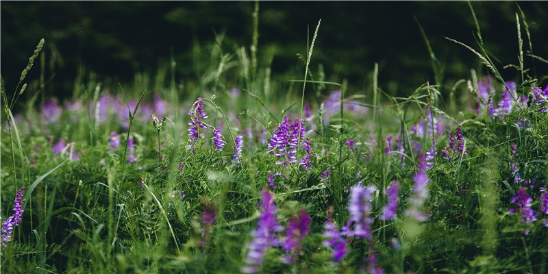 1976年出生的生肖龙2018年运势如何?1976年为丙辰年的火龙冲太岁