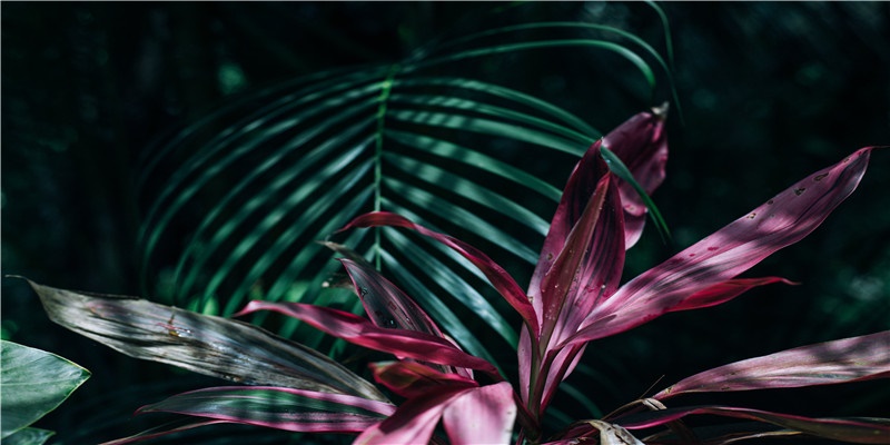 72和84年生的属鼠人,你们日子过得比蜜甜,脸上都要泛红光