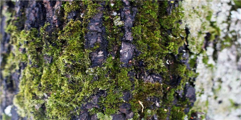 属虎的联合国前秘书长去世，曾希望卸任后回家当农民