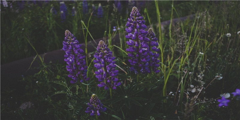 牛年说“牛”，沂水县有超过二十个村庄的名称都带“牛”字