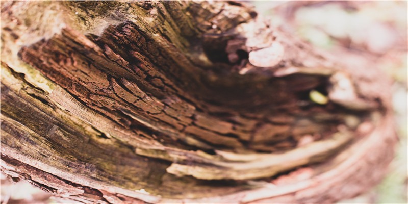 为了忘却的记念：一百年前的“00后”，用墨与血书写了一个时代