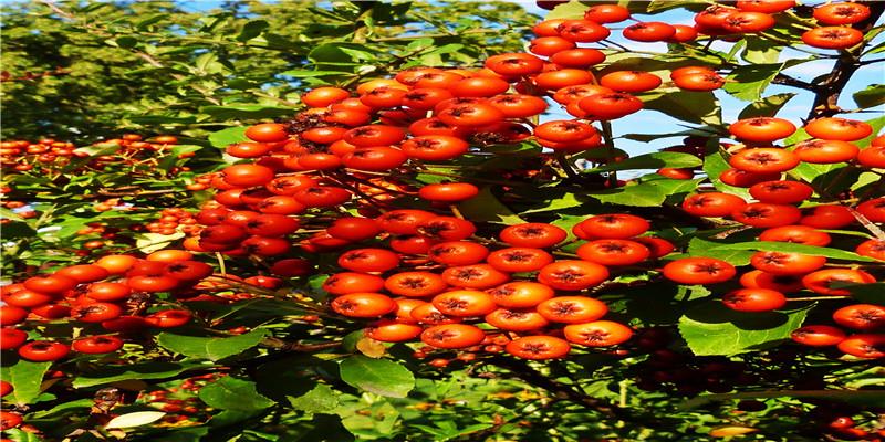 冬天是吃火锅的季节,中国各地火锅大盘点,你都吃过了吗