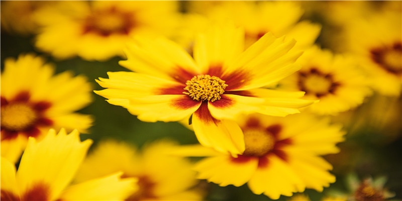 疫情环卫工人儿子的婚礼