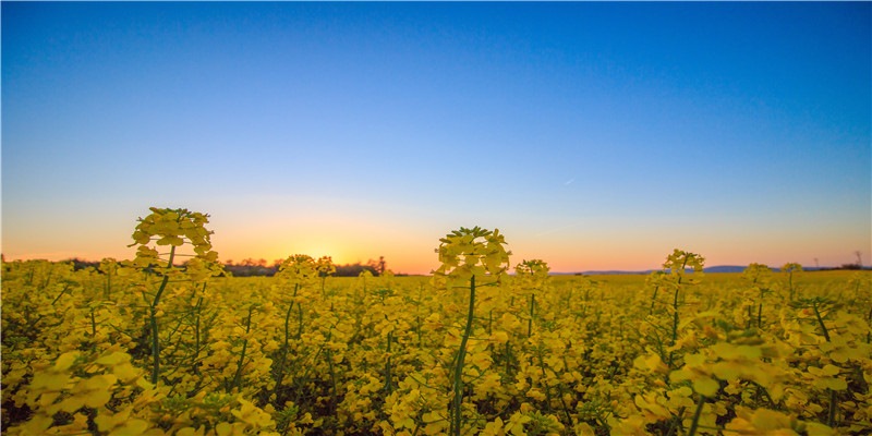 婚恋网站哪个靠谱？过来人有话说