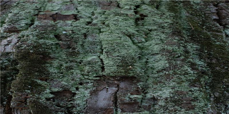 2018四字狗年带旺字词最新版 狗年带犬字的吉祥成语