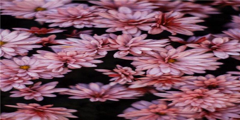 十二生肖最佳婚配,你们怎么看?