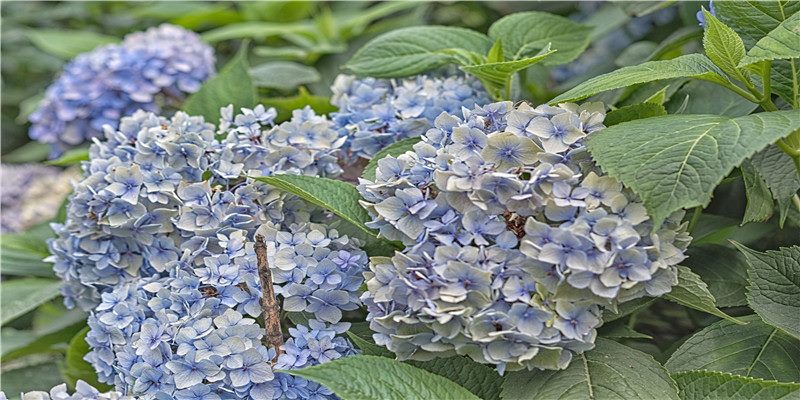 十二生肖最佳婚配,你们怎么看?