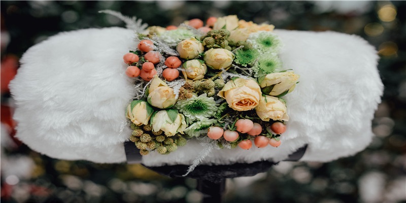 发财树的摆放有讲究,你家摆放对了么?