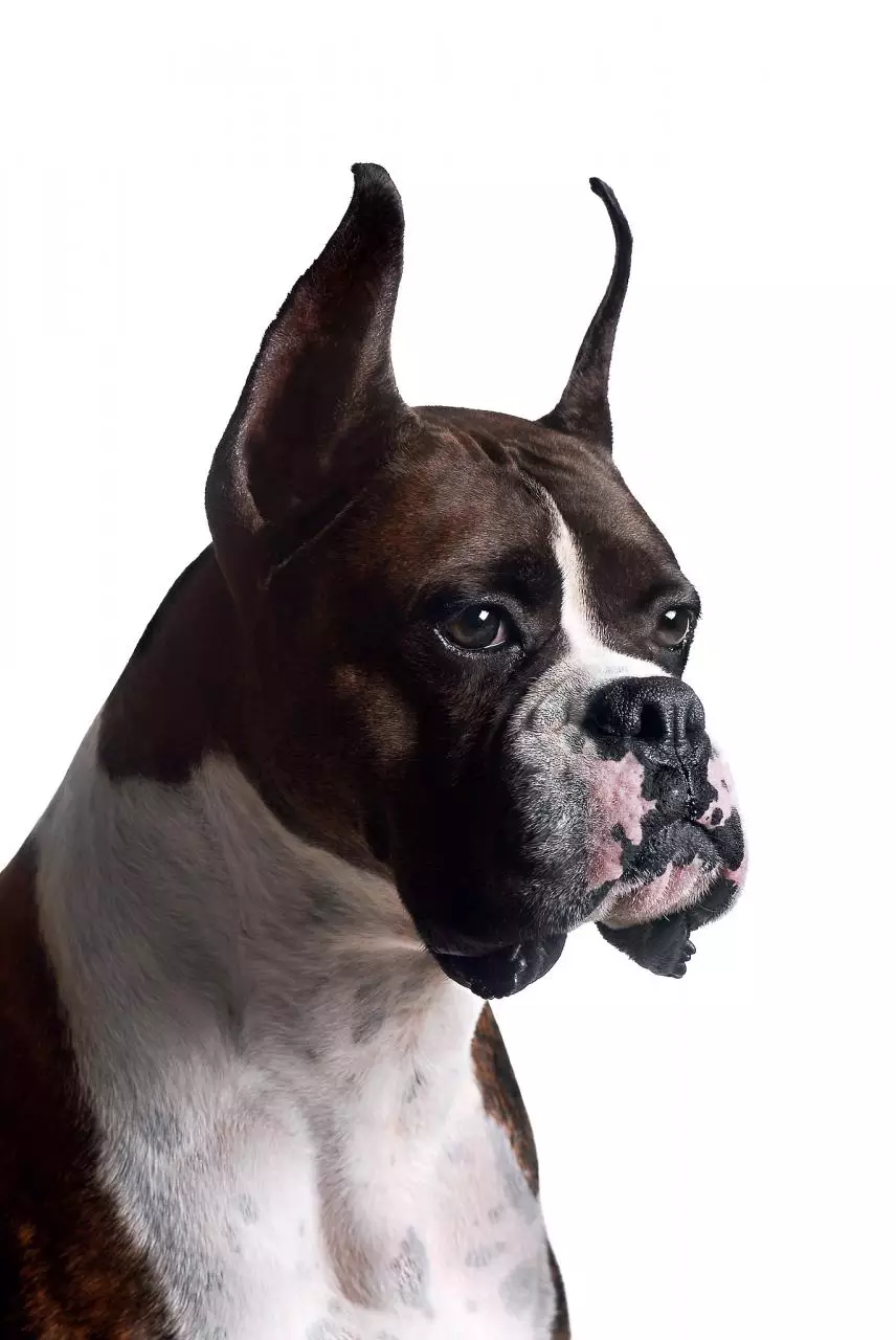 981年属鸡41岁大劫年 属鸡人的婚姻最终归宿"