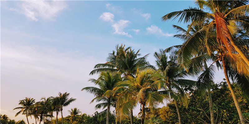 八方来财怎么养？牢记3点，八方来财长得又绿又壮