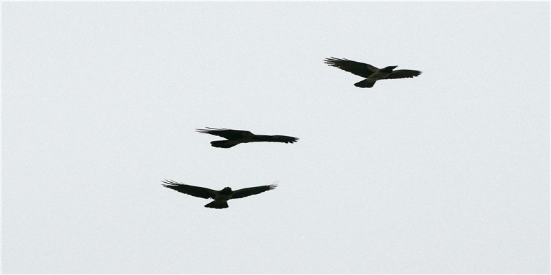 正月初五迎财神 路路财神进万家