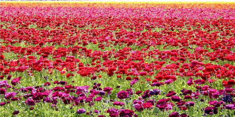 正月初五迎财神 路路财神进万家