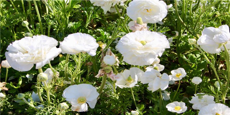 2022虎年除夕春节的朋友圈文案怎么发?看看这100句,都是金句