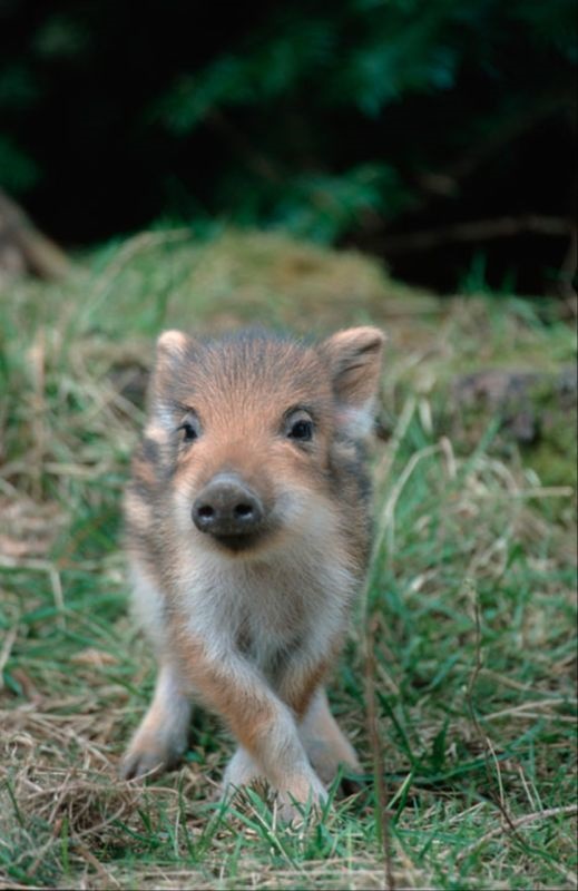 022年有添丁之喜的属相 2022年适合添丁的属相"