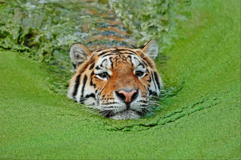 老鼠逢虎年2022运势如何 属老鼠2022年运势