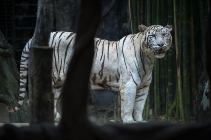 属虎的男性本命年佩戴什么好 属虎本命年要佩戴什么