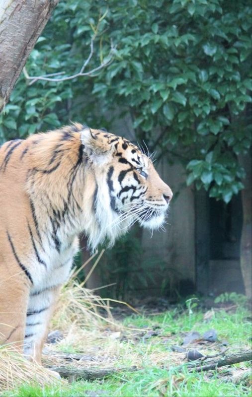 属虎62年出生今年运程 62年属虎今年怎么样