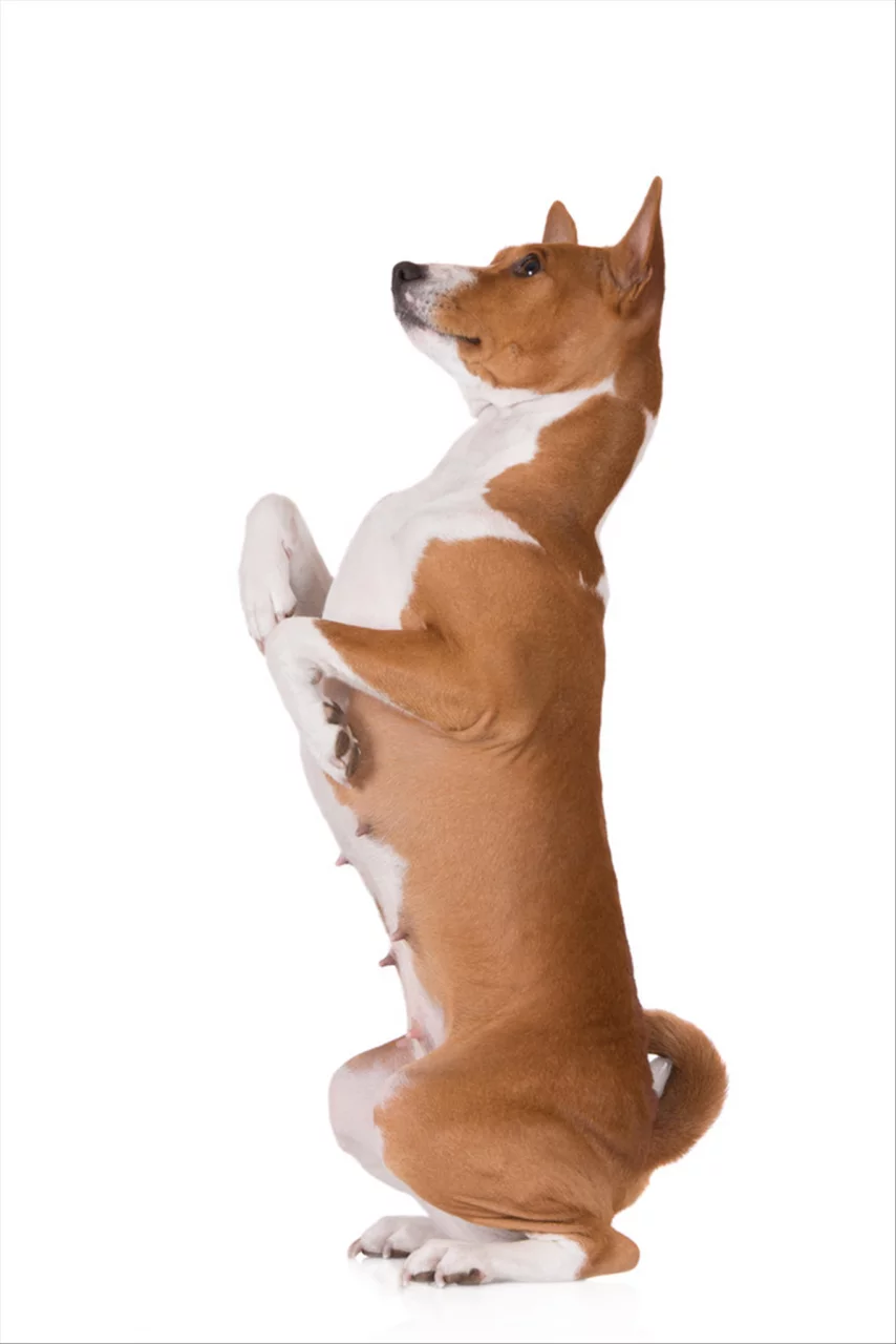 994年属狗的婚配 属虎的和属狗的合婚"