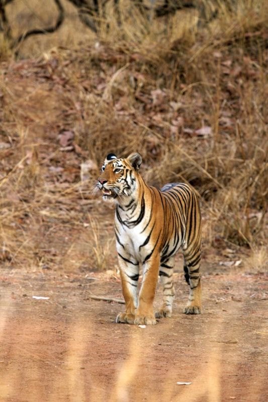4年属虎女2022年本命年运势如何 74年的虎女命苦"