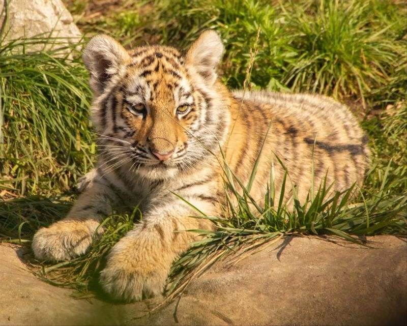 属虎的跟属羊的在一起会怎样 属虎的人和属羊的人在一起好不好