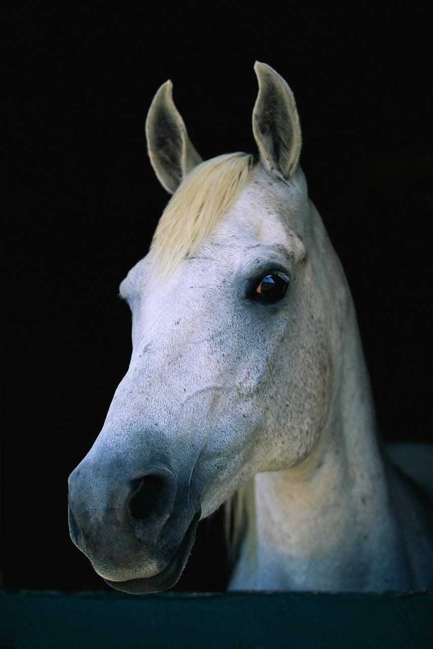 克夫女的三种生肖 能把男人吃得死死的生肖女