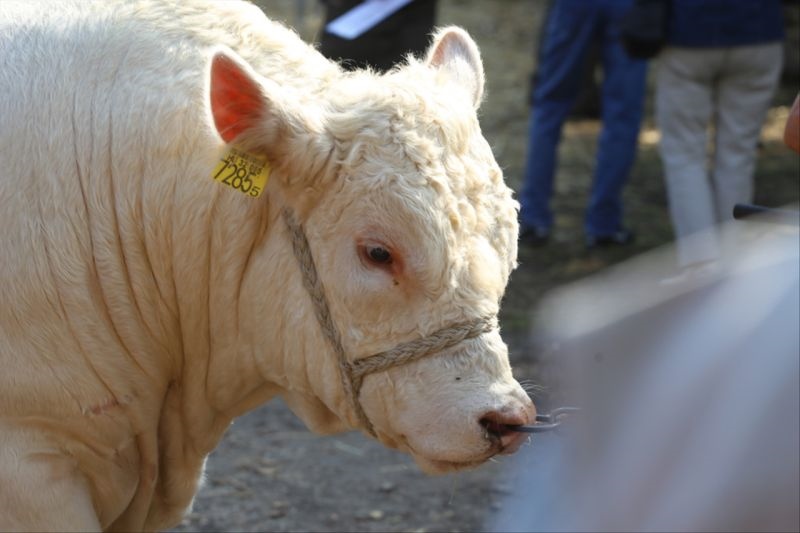 属牛忌讳几月出生 属牛几月出生的人命最好
