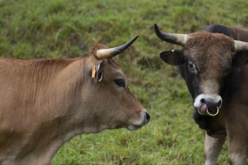 属牛忌讳几月出生 属牛几月出生的人命最好