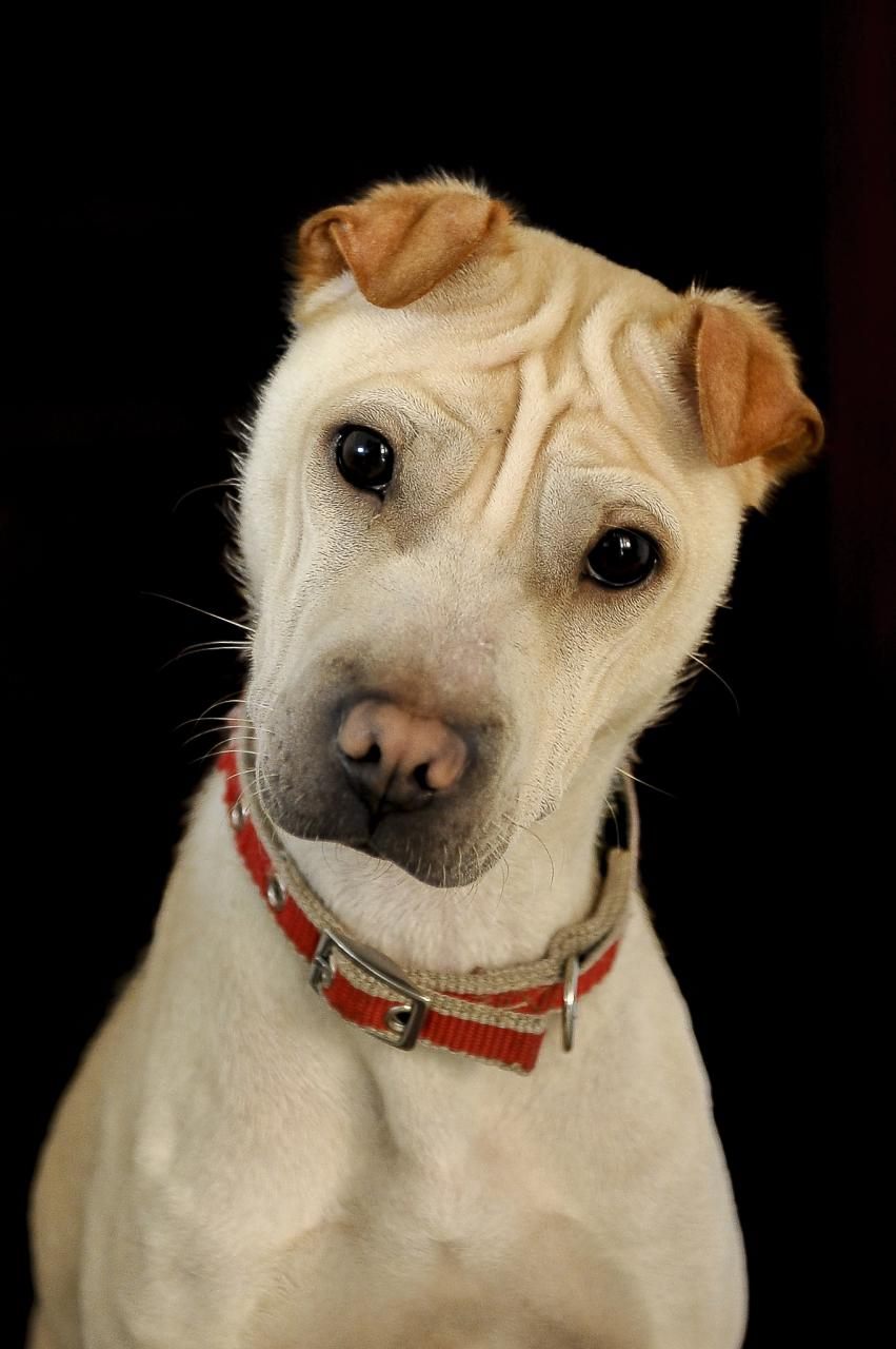 022年有添丁之喜的属相 2022年适合添丁的属相"