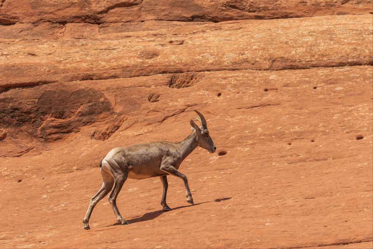克夫女的三种生肖 能把男人吃得死死的生肖女